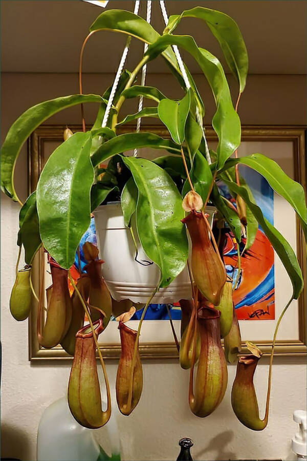 Pitcher