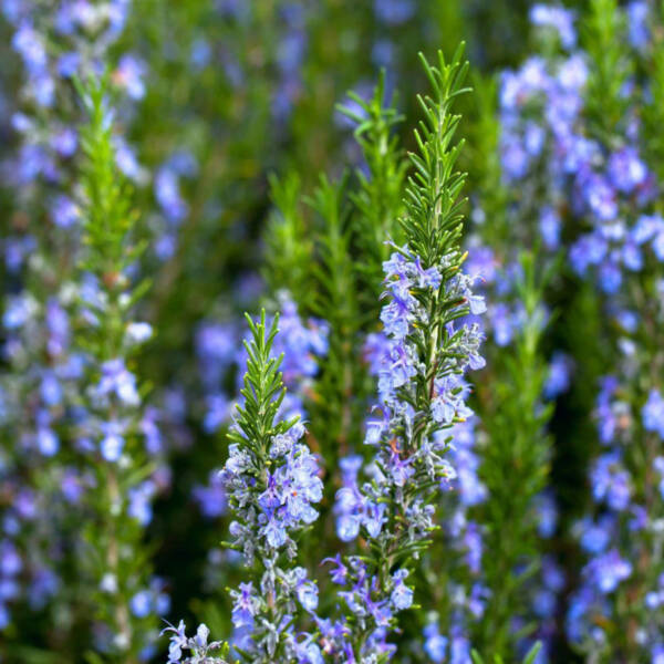 Rosemary