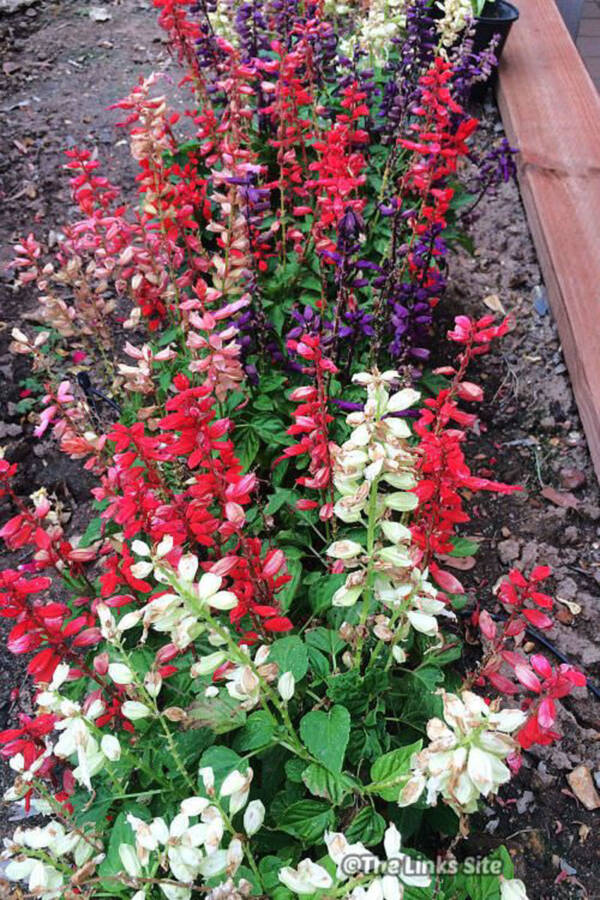 Salvia