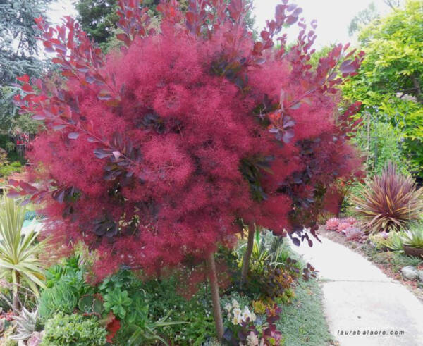 Smoke Bush