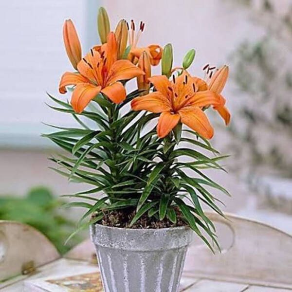 Tiger Lily