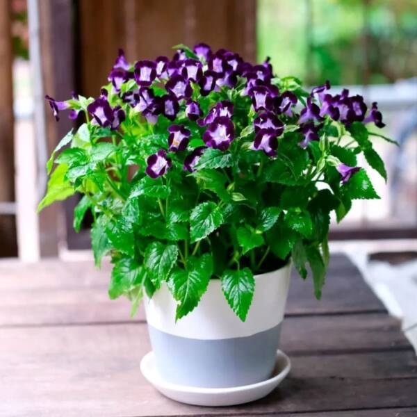 Torenia