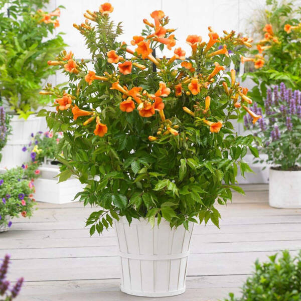 Trumpet Vine