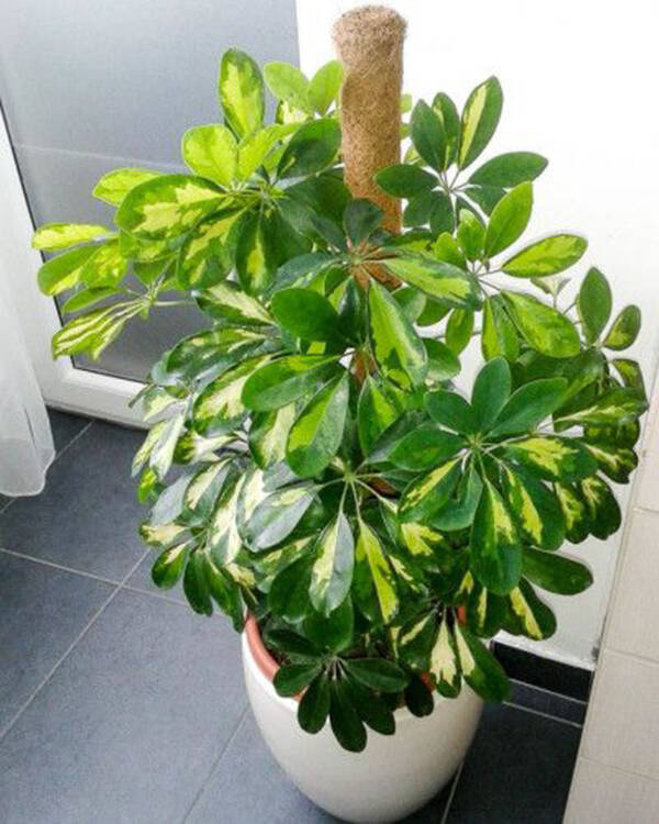 Umbrella Tree Plant