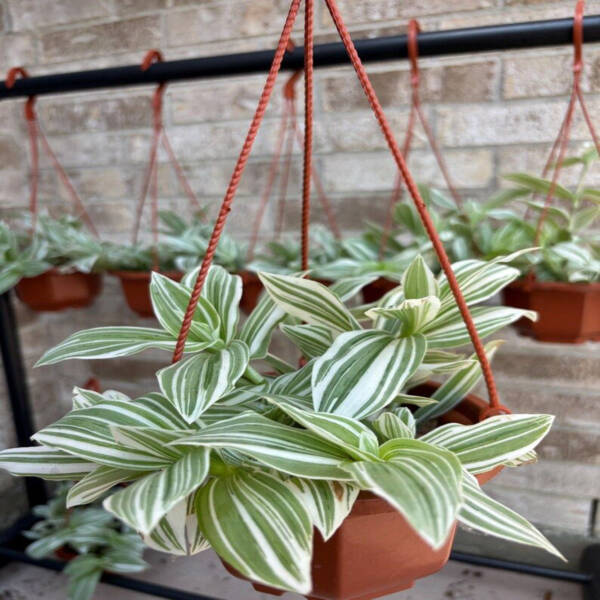 Wandering Jew
