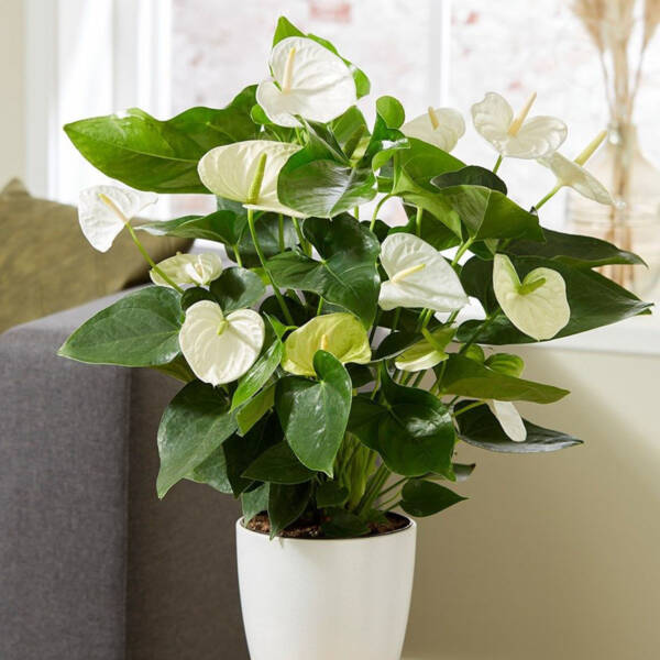 White Anthurium