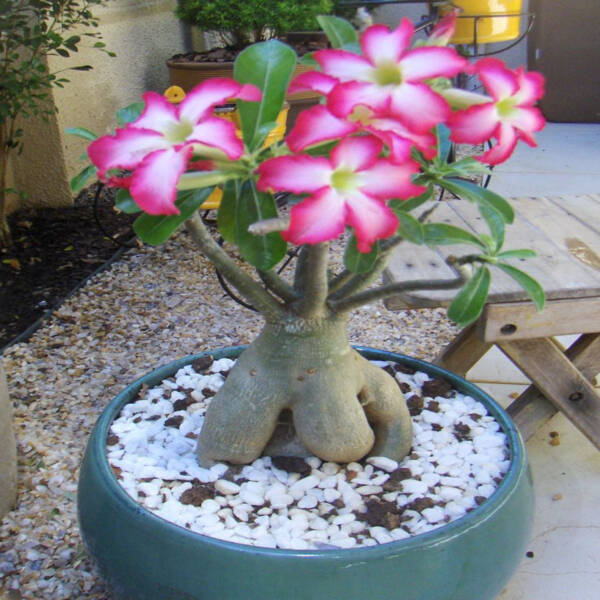 Adenium(Desert Rose)
