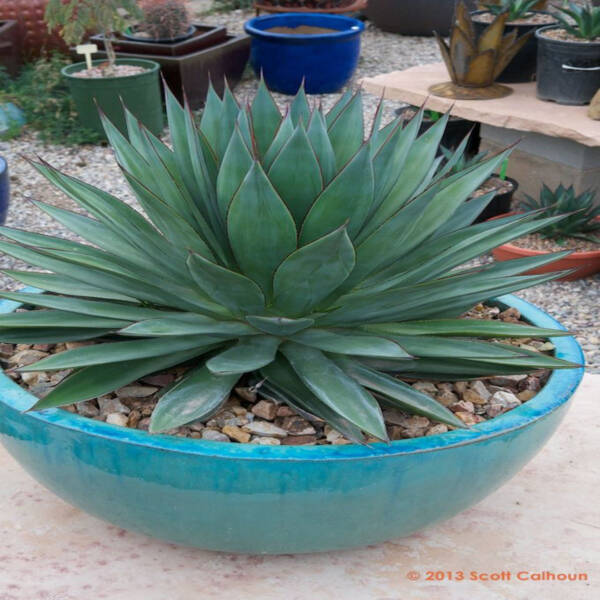 Agave