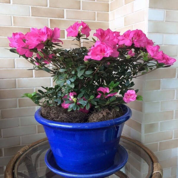 Azalea