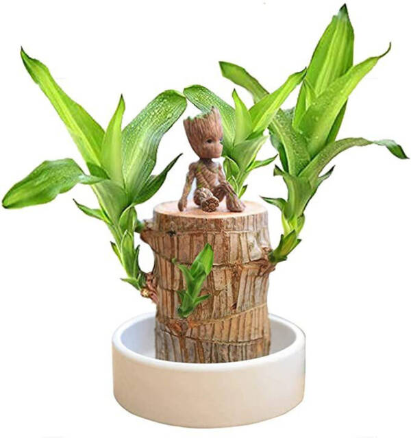 Brazilian Wood