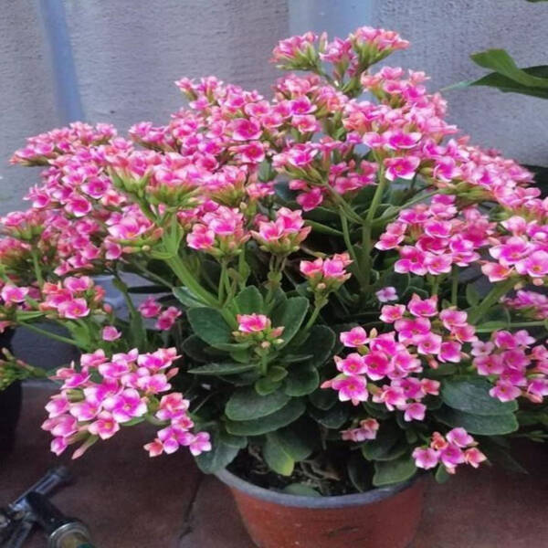 Kalanchoe