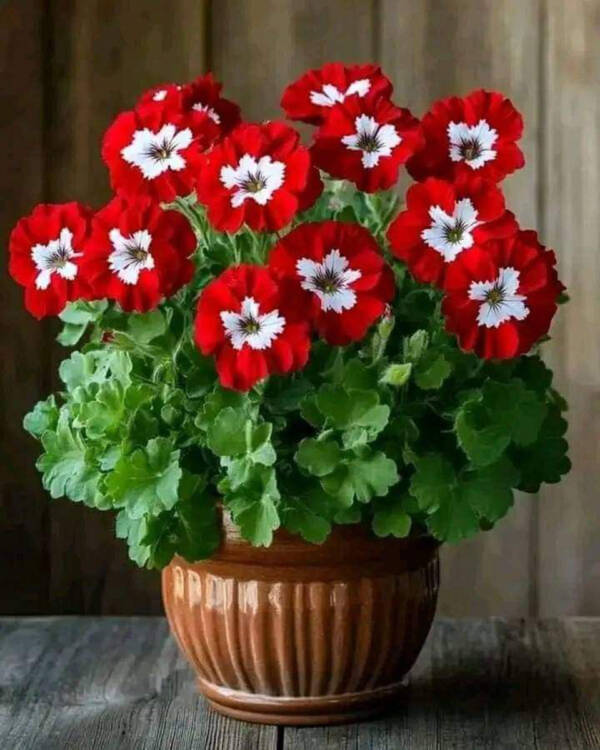 Petunia