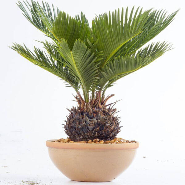 Sago Palm
