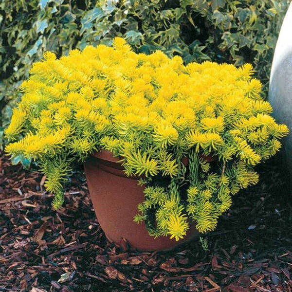 Sedum