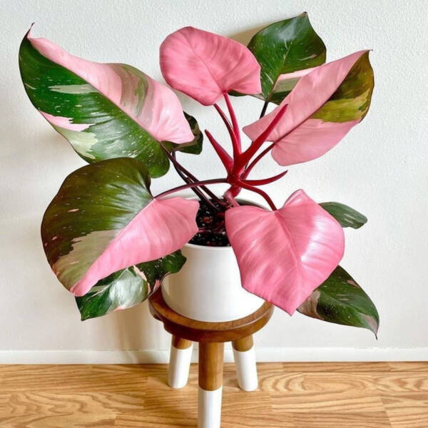 Philodendron Pink