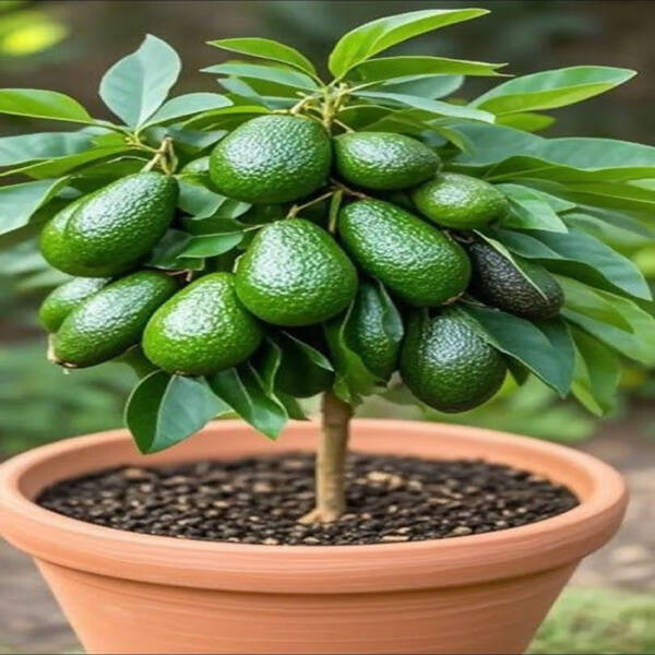 Avocado