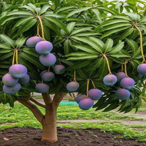 Black Stone Mango