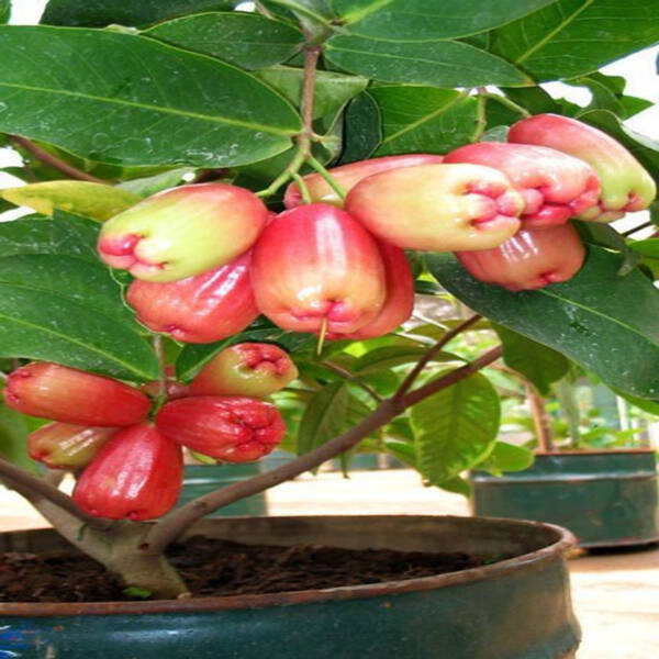 Jamrul (Water Apple)
