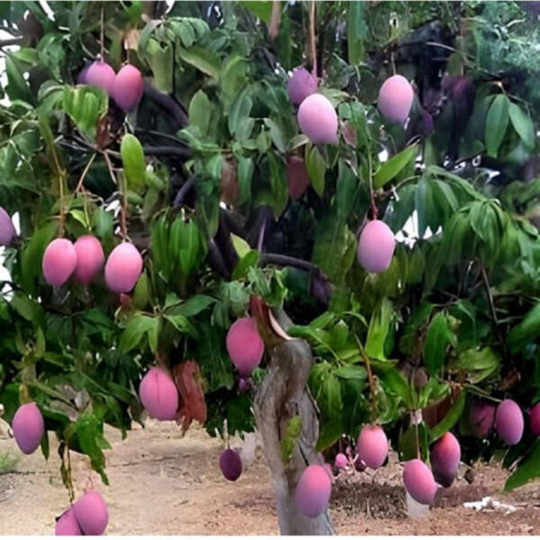 Miyazaki Mango