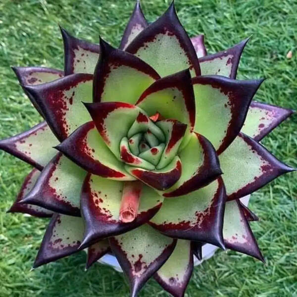 Succulent