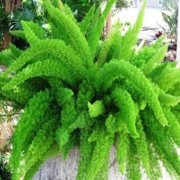 Asparagus Meyeri