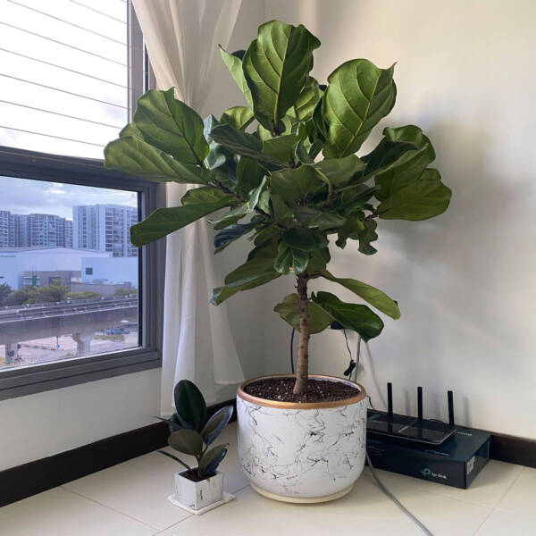Ficus Lyrata